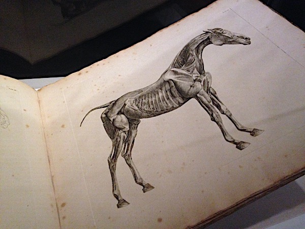 George Stubbs on the first accurate records of equine anatomy