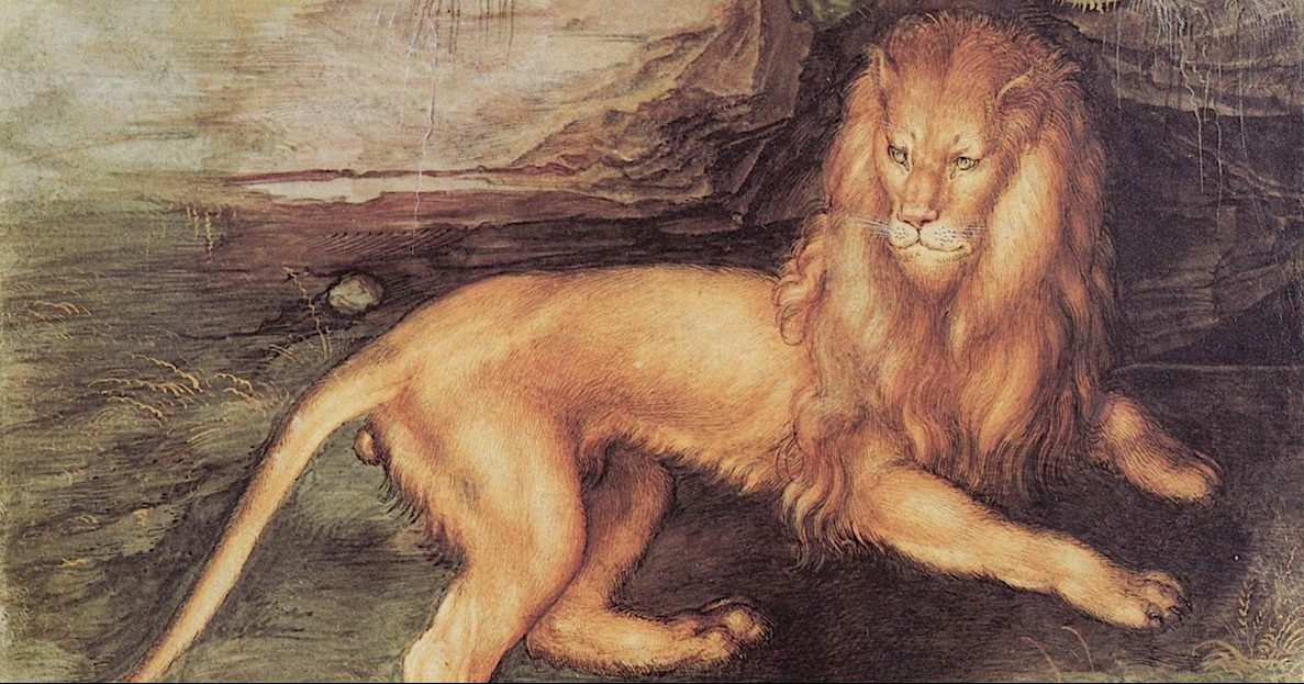Albrecht Dürer Lion