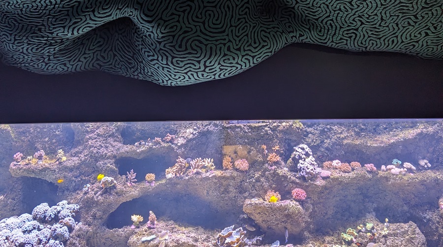 Jérémy Gobé Le Corallium / Maille de cerveau de Neptune, installation at L’Aquarium de Paris – photo by Nico