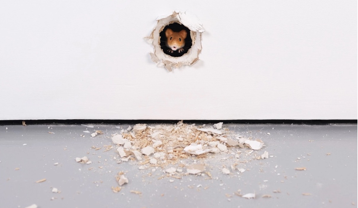 Ryan Gander,Camden Art Projects