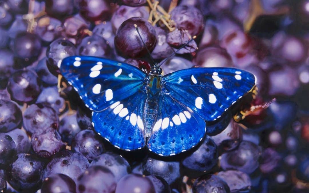 Damien Hirst Gagosian Gallery Takeover – John Moores Painting Prize Shortlist