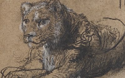 Rare Rembrandt Lion Drawing Auctioned To Fund Big Cat Conservation Efforts