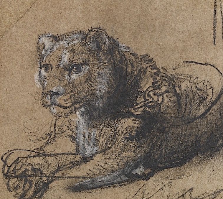 Rare Rembrandt Lion Drawing Auctioned To Fund Big Cat Conservation Efforts