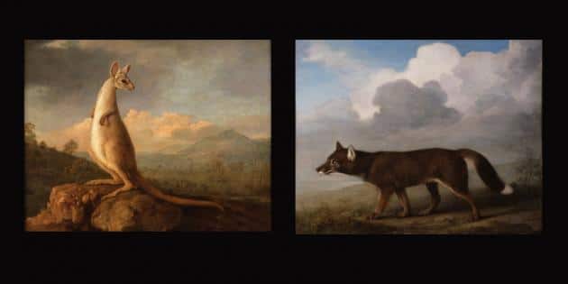 George Stubbs Kangaroo And Dingo Saved For The Nation