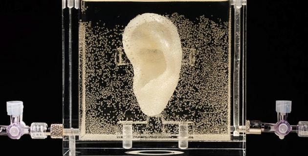 Vincent van Gogh’s Left Ear Produced By Artificially Engendered Tissue For Exhibition