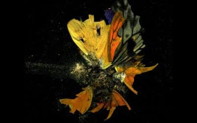 Mat Collishaw Survey To Open At New Art Gallery Walsall
