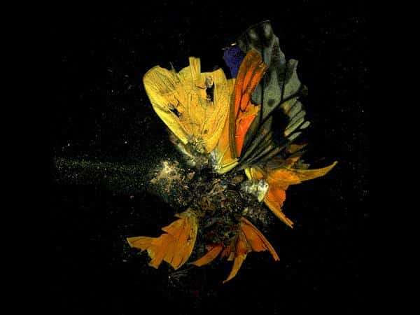 Mat Collishaw Survey To Open At New Art Gallery Walsall