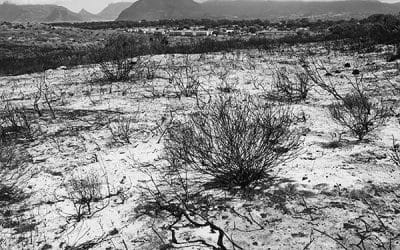 James Castle And John Riddy Open At Frith Street Gallery