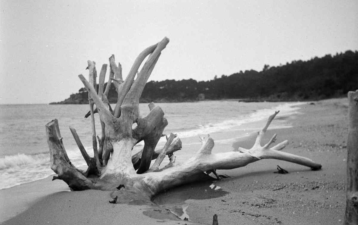 Photograph of a beached tree. Taken in Perros-Guirec, France.