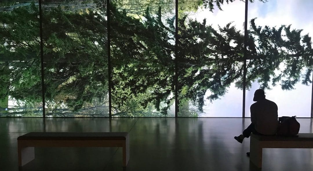 Among The Trees A Sense Of Loss – Edward Lucie-Smith