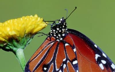 Damien Hirst Announces Official Major Collateral Exhibition At Venice Biennale 2017