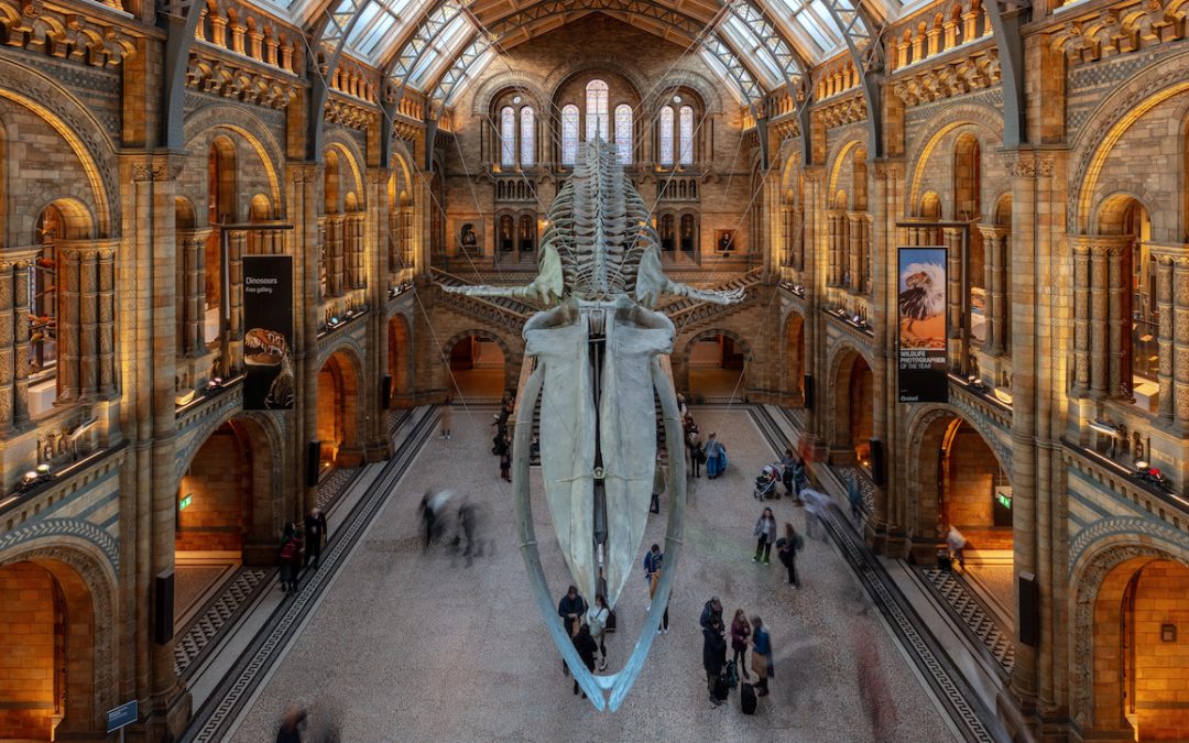 Natural History Museum Breaks UK Records With 7.1 Million Visitors