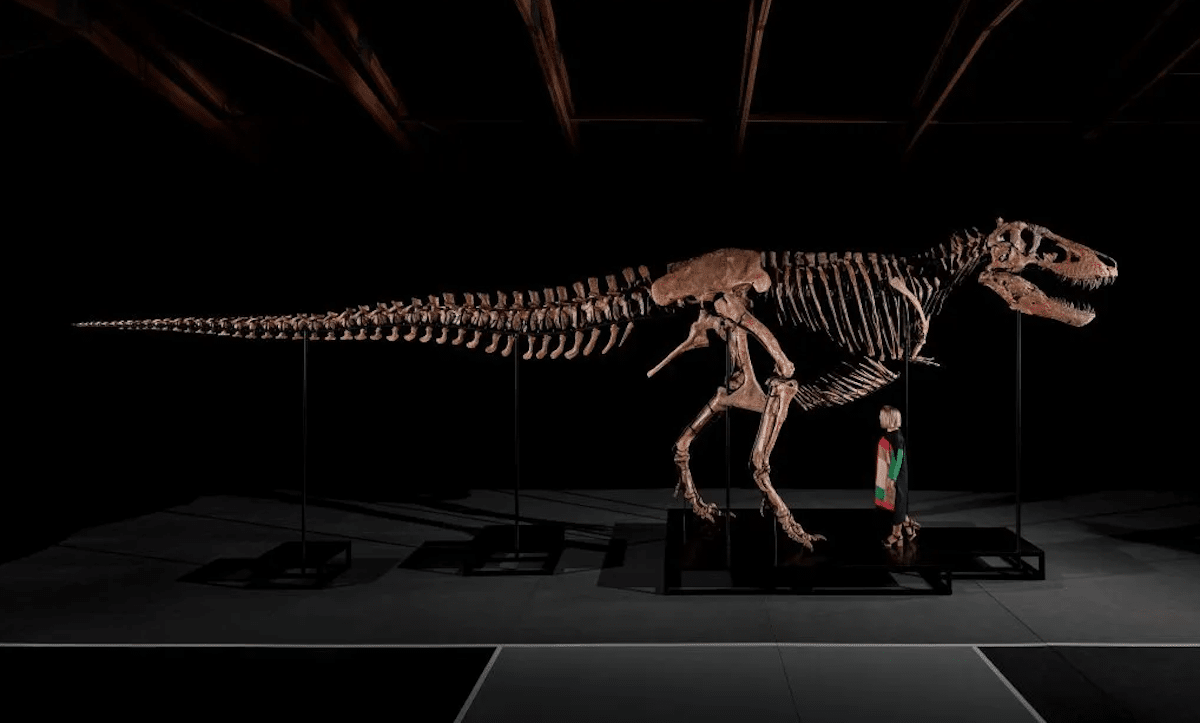 T. Rex Fossil Sells For $50.1 Million At Sotheby's Setting Auction Record