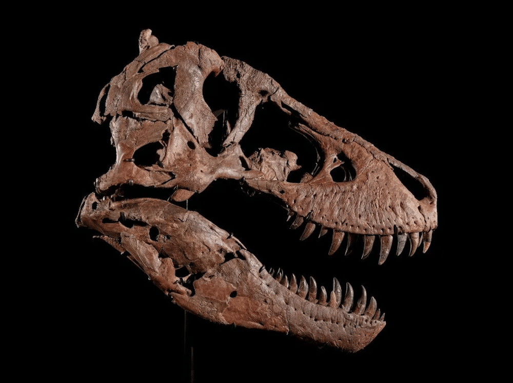 Gus, the Tyrannosaurus rex. Photo: Matthew Sherman, courtesy of Sotheby’s
